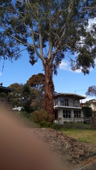 Eucalyptus cladocalyx