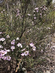 Leptospermum squarrosum