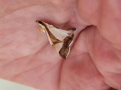 Agrioglypta eurytusalis