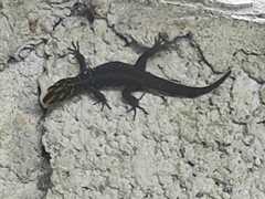 Gonatodes caudiscutatus