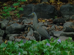 Tigrisoma mexicanum