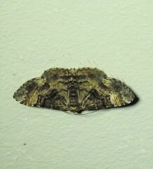 Aporoctena scierodes