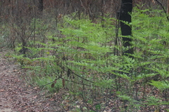 Pteridium centrali-africanum