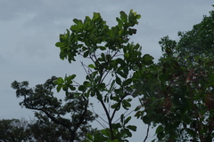 Terminalia brachystemma