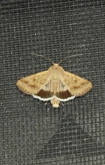 Helicoverpa punctigera