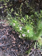 Stylidium laricifolium