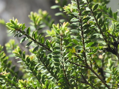 Melaleuca sieberi
