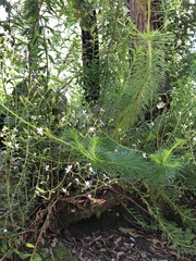 Stylidium laricifolium