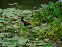 Jacana spinosa