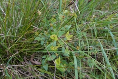 Platylobium obtusangulum