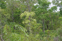 Terminalia brachystemma