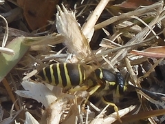 Vespula flaviceps