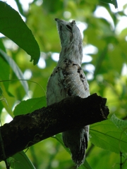 Nyctibius jamaicensis