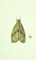 Crocidolomia suffusalis