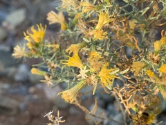 Ericameria laricifolia