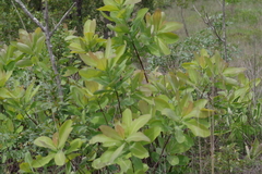 Terminalia brachystemma