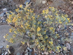 Ericameria laricifolia