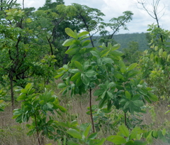Terminalia brachystemma