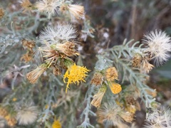Ericameria laricifolia