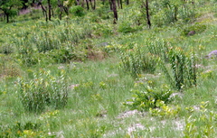 Chamaeclitandra henriquesiana