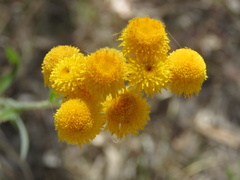 Chrysocephalum apiculatum