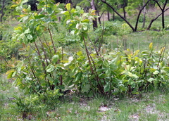 Terminalia brachystemma