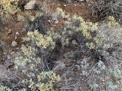 Ericameria laricifolia