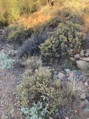 Ericameria laricifolia