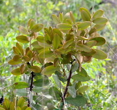 Protea