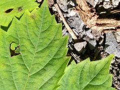 Vitis