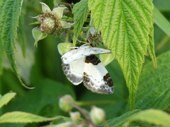 Mesoleuca albicillata