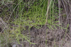 Lycopodiella