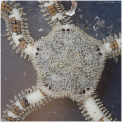 Amphiodia occidentalis