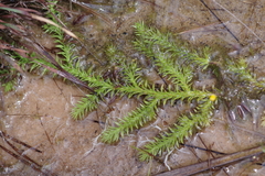 Lycopodiella