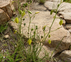Albuca shawii