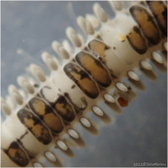 Amphiodia occidentalis