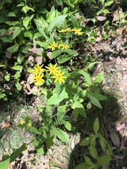 Senecio velleioides