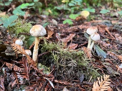 Agaricus diminutivus