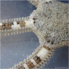 Amphiodia occidentalis