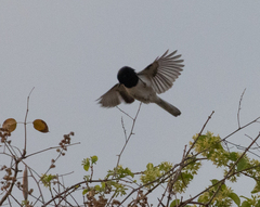 Copsychus albospecularis