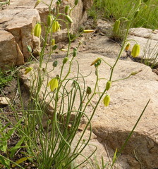 Albuca shawii