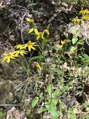 Senecio velleioides