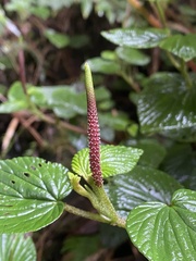 Peperomia pachystachya