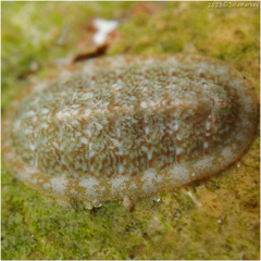 Cyanoplax keepiana