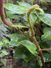 Peperomia pachystachya