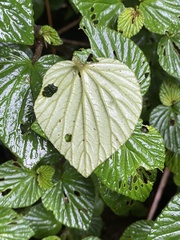 Peperomia pachystachya