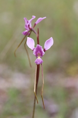 Diuris daltonii