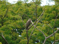 Rupornis magnirostris
