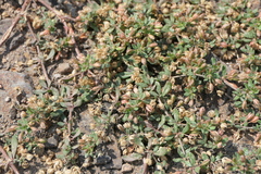 Glinus oppositifolius