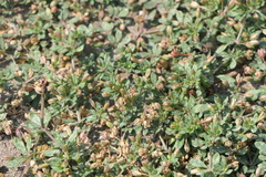 Glinus oppositifolius